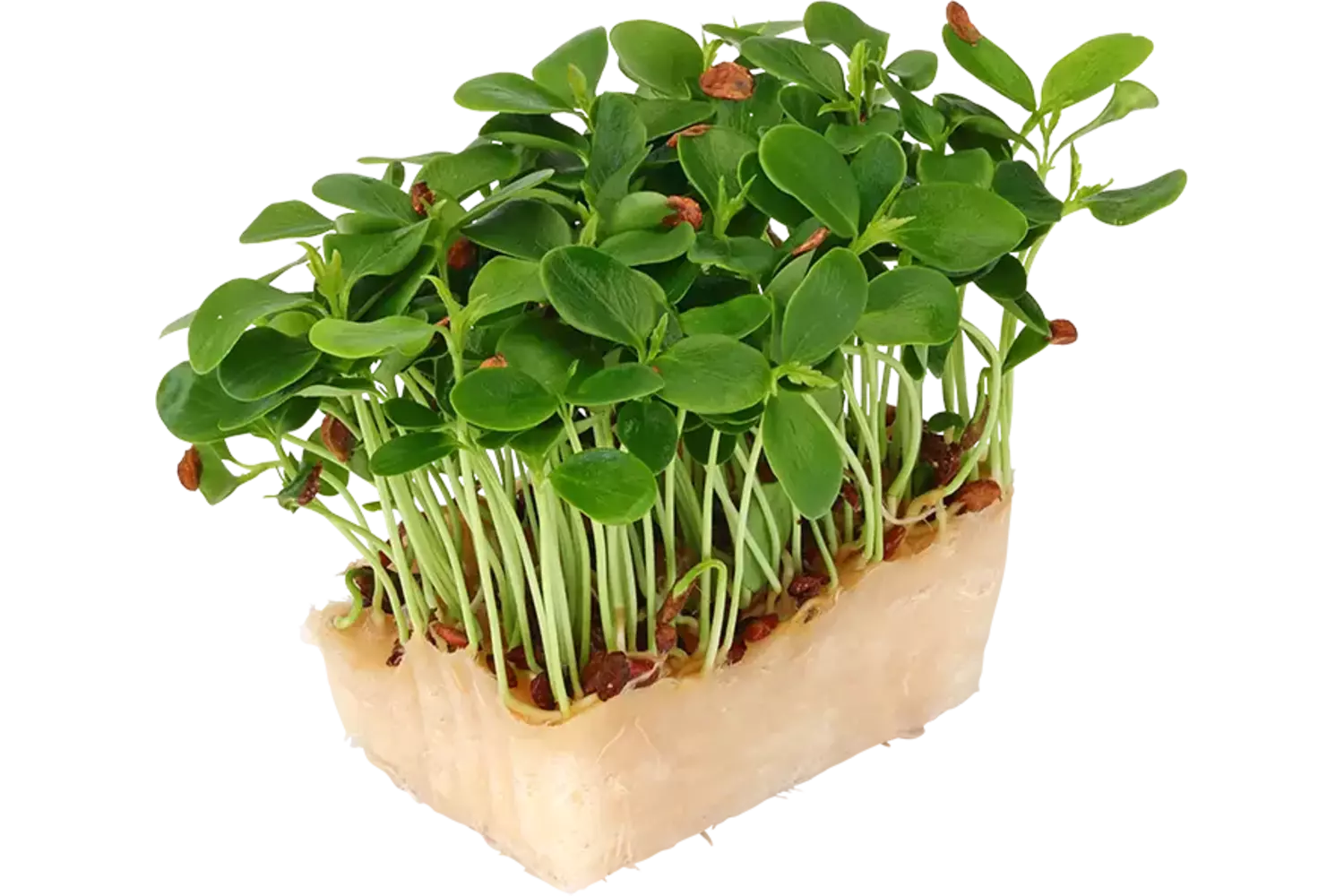 Tahoon cress single stuk 1
